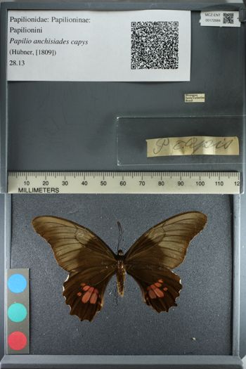 Media type: image;   Entomology 172684